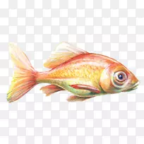 金鱼饲养鱼鳍海洋生物产品