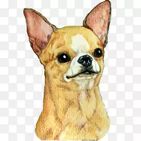 吉娃娃狗繁殖伙伴狗玩具狗须-吉娃娃艺术
