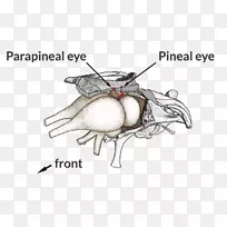 蜥蜴顶叶眼的解剖-黑夜的微弱光