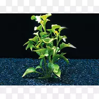 [医]杜鹃水植物