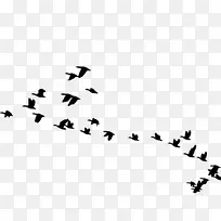 鸟鹅动物迁徙鸟群剪贴画