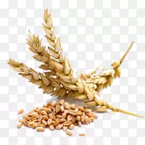 小麦浆果谷类种子全麦
