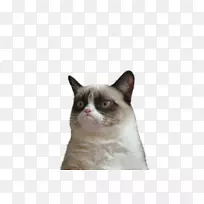 脾气暴躁的猫