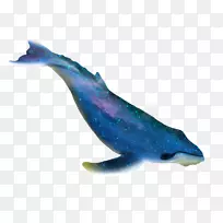 普通宽吻海豚短喙普通海豚图库溪粗齿海豚