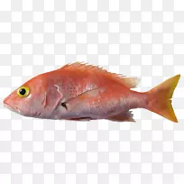 北方红鳍鱼产品海洋生物区系-名称-cientxedfico
