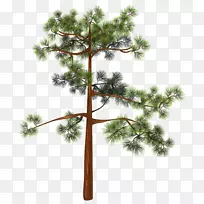 松树剪贴画