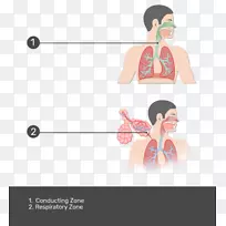 呼吸道呼吸系统肺泡图形设计呼吸系统解剖