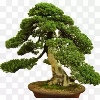梅花盆栽植物-盆景