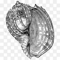 海贝壳图