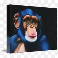普通黑猩猩大猩猩画廊包猴子肖像-大猩猩