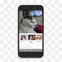 智能手机谷歌镜头谷歌相机谷歌像素-国内短毛猫