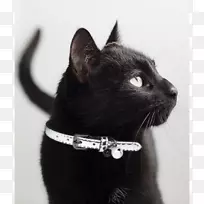黑猫孟买猫家养短毛猫领胡须-美观黑猫