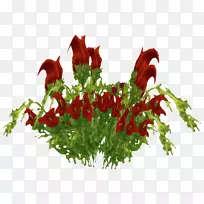魔兽世界叶菜欧洲联盟开花植物-魔兽世界