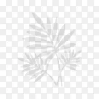 开花植物系叶片分枝系