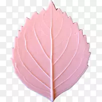 枫叶花瓣豌豆绣球叶