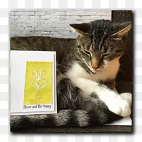小胡子猫家猫