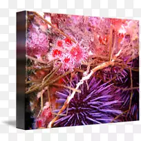 海胆海洋生物学紫