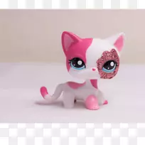 暹罗猫英国速记波斯猫粉红色猫