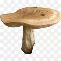 食用菌菇