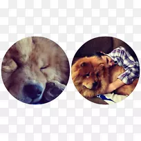 犬种小狗运动团体-小狗