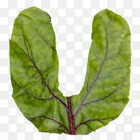 菜园字母食品春绿色植物字体-甘蓝