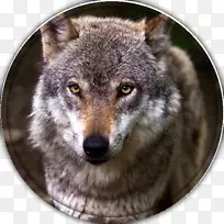 土狼西伯利亚哈士奇非洲野狗阿拉斯加克莱凯犬品种-小狗