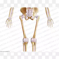 手指人体骨骼肩部人体骨骼