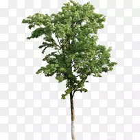 塔斯马尼亚蓝树胶树干摄影绿树