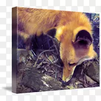 红狐动物野生动物鼻子狐狸新闻-水彩狐