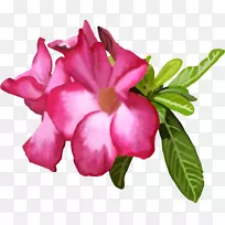杜鹃花切花玫瑰科一年生植物-玫瑰