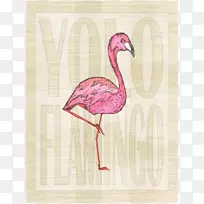 动物粉红喙-热带火烈鸟