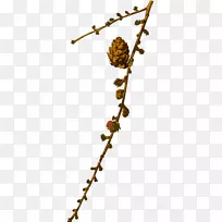 落叶松(Larix Griffithii)乔木-高良松针叶树-植物