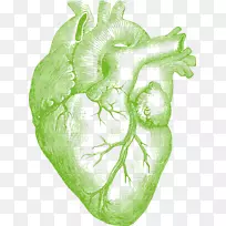 心脏解剖学正确的娃娃人体图.打印设计