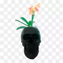 头骨花盆植物-头骨