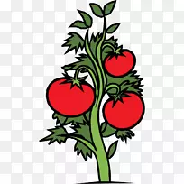 樱桃番茄植物剪贴画-植物