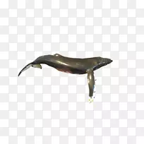 海豚动物群-海豚