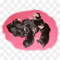 犬种小狗杂交犬