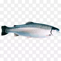 挪威虹鳟鱼，野生鳟鱼-鲑鱼鱼片