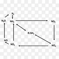 三角氮循环