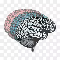 人脑功能的偏侧化神经影像学心理学-脑