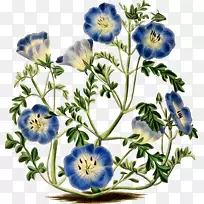 孟席斯的蓝眼睛花植物学插图-花