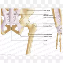 髂会阴线骨盆骨髋部解剖-人骨