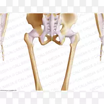 女性骨盆解剖与锻炼骨髋指-人骨