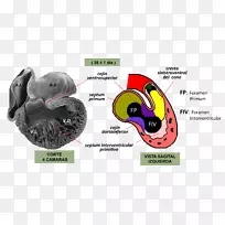心脏发育胚胎学房室间隔-心脏