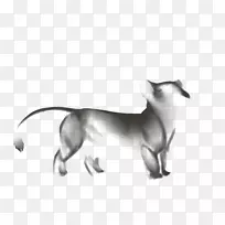 胡须猫狗繁殖鼻子猫