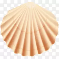 贝壳夹艺术-贝壳