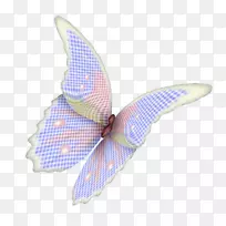 蝴蝶昆虫翅膀鞋带结授粉器-蝴蝶