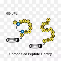 肽噬菌体展示文库遗传标记线性剪裁