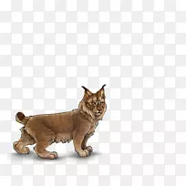 猫须山猫艺术狮子猫
