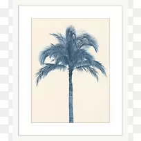 槟榔科椰子树，砧木，摄影日期，棕榈-椰子